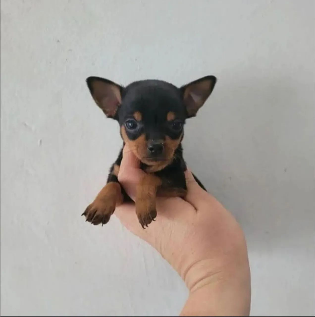 Pinscher Miniatura 