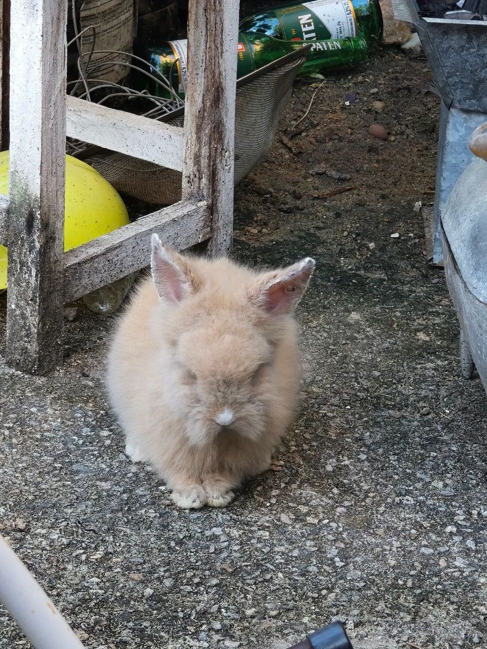 Coelhos linhagem pura -  Teddy Dwerg - Foto 5