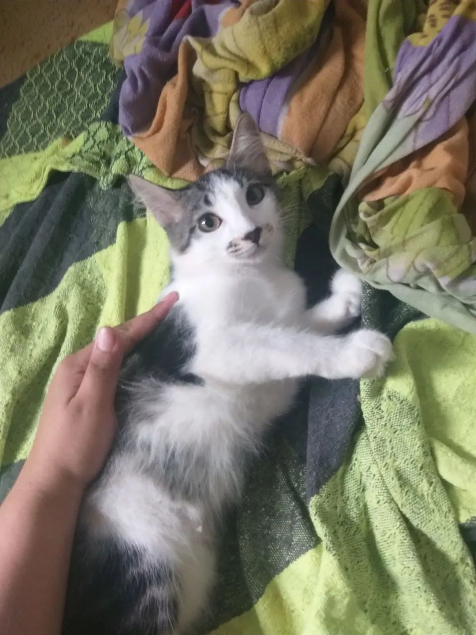 Gatinhas pra doação  - Foto 4