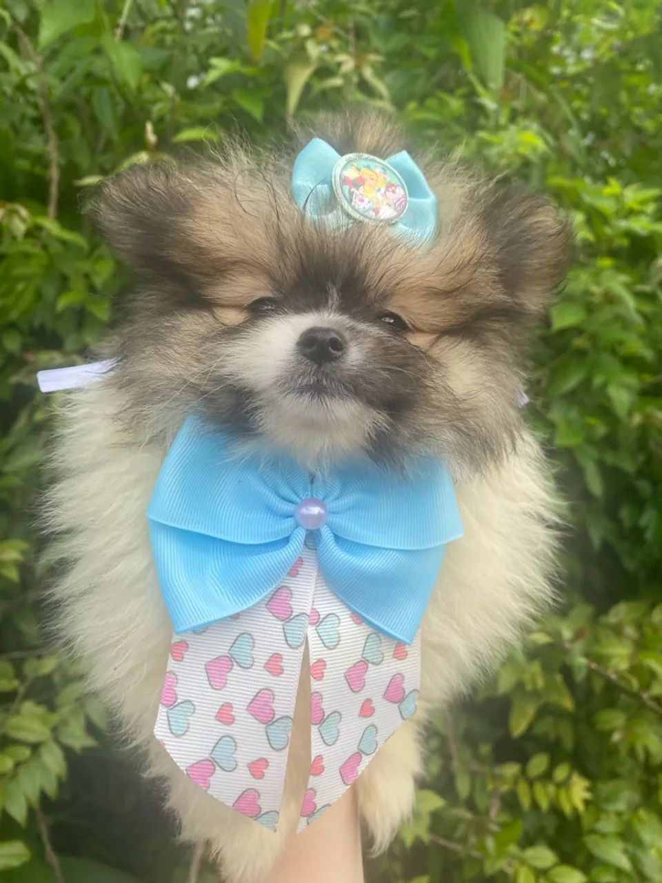 Cachorro  - Foto 2