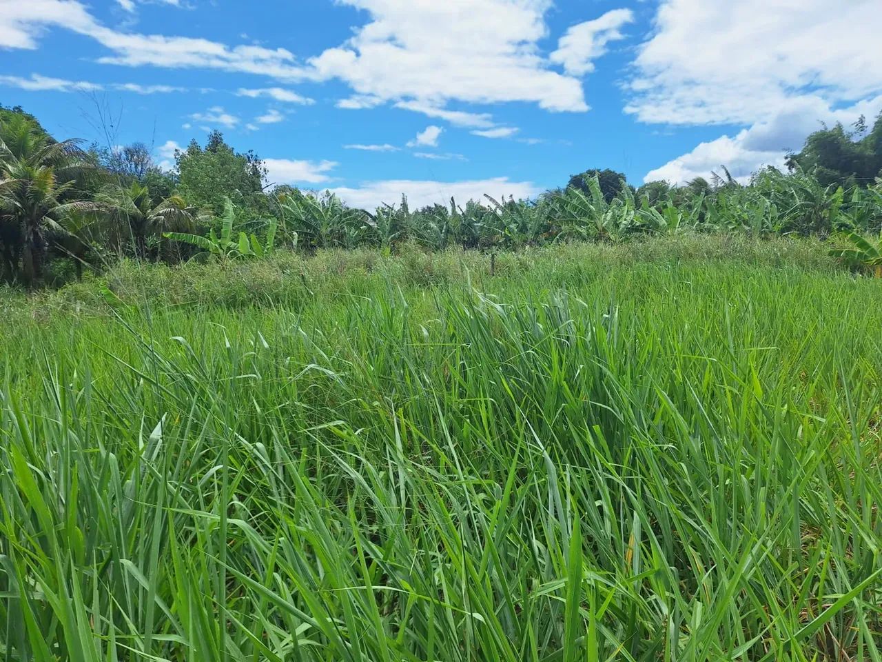 área para chácara com 2.500m² - Foto 13