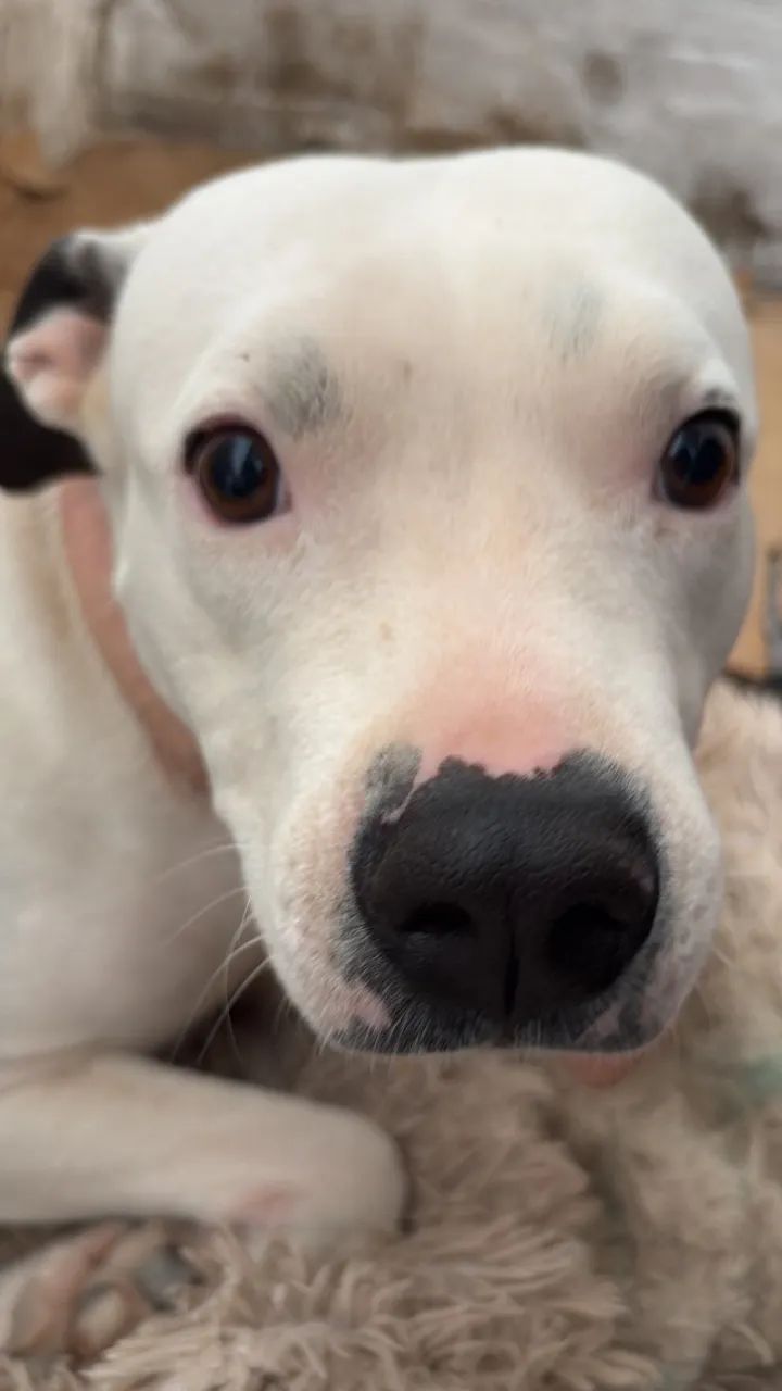 Adoção de pet - Pitbull  - Foto 2