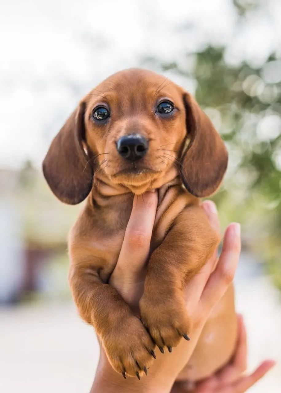 Cachorro Salsicha Teckel Puro