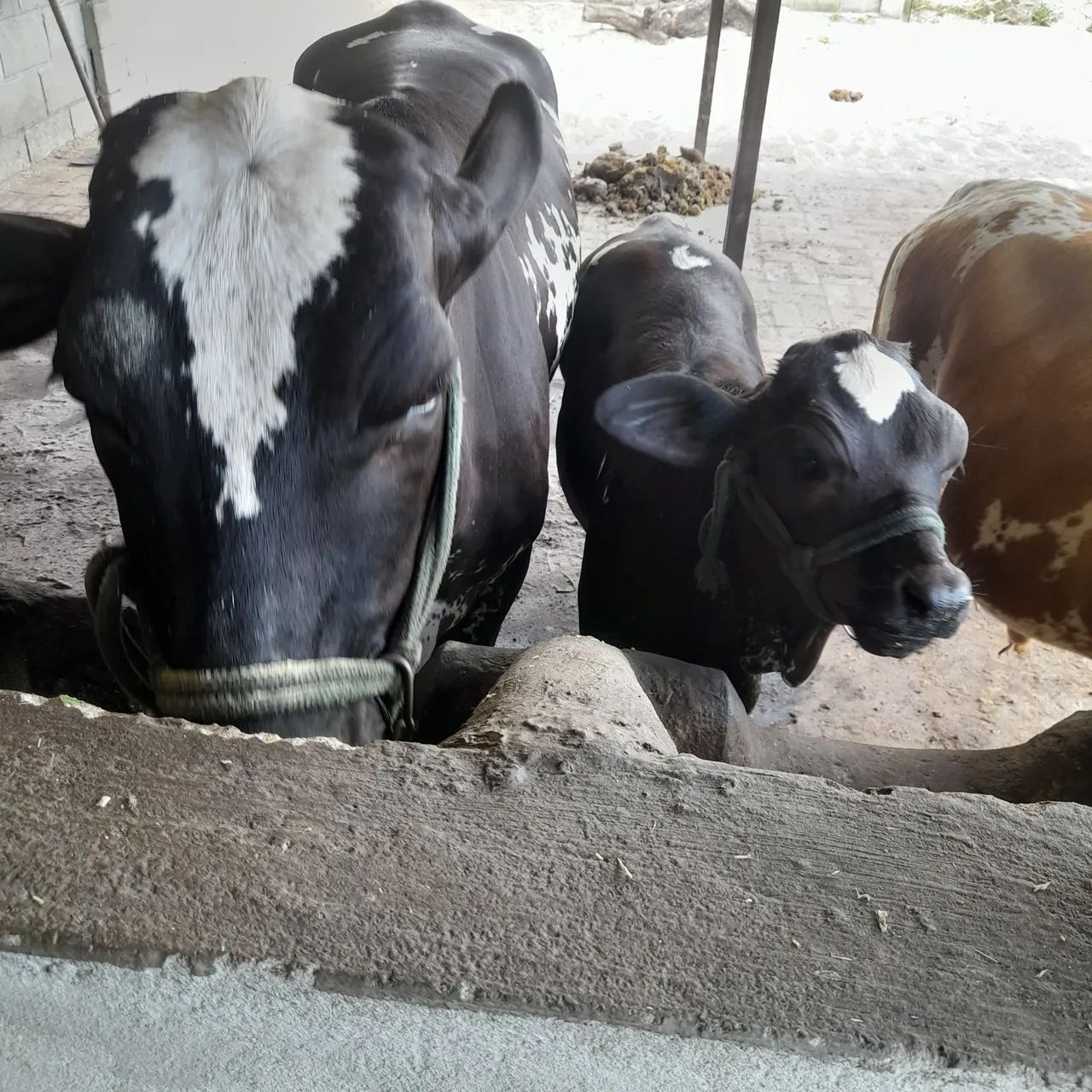 Mini Vacas de Leite - Foto 2