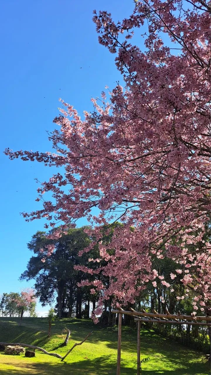 Cerejeira Japonesa (Sakura) Mudas - Foto 4