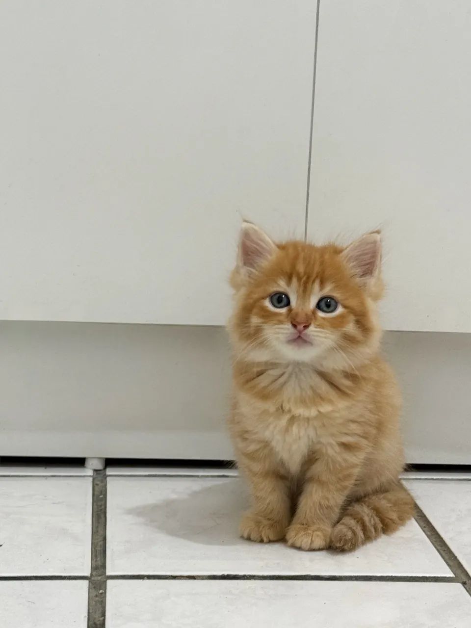 Filhotes Ragdoll 