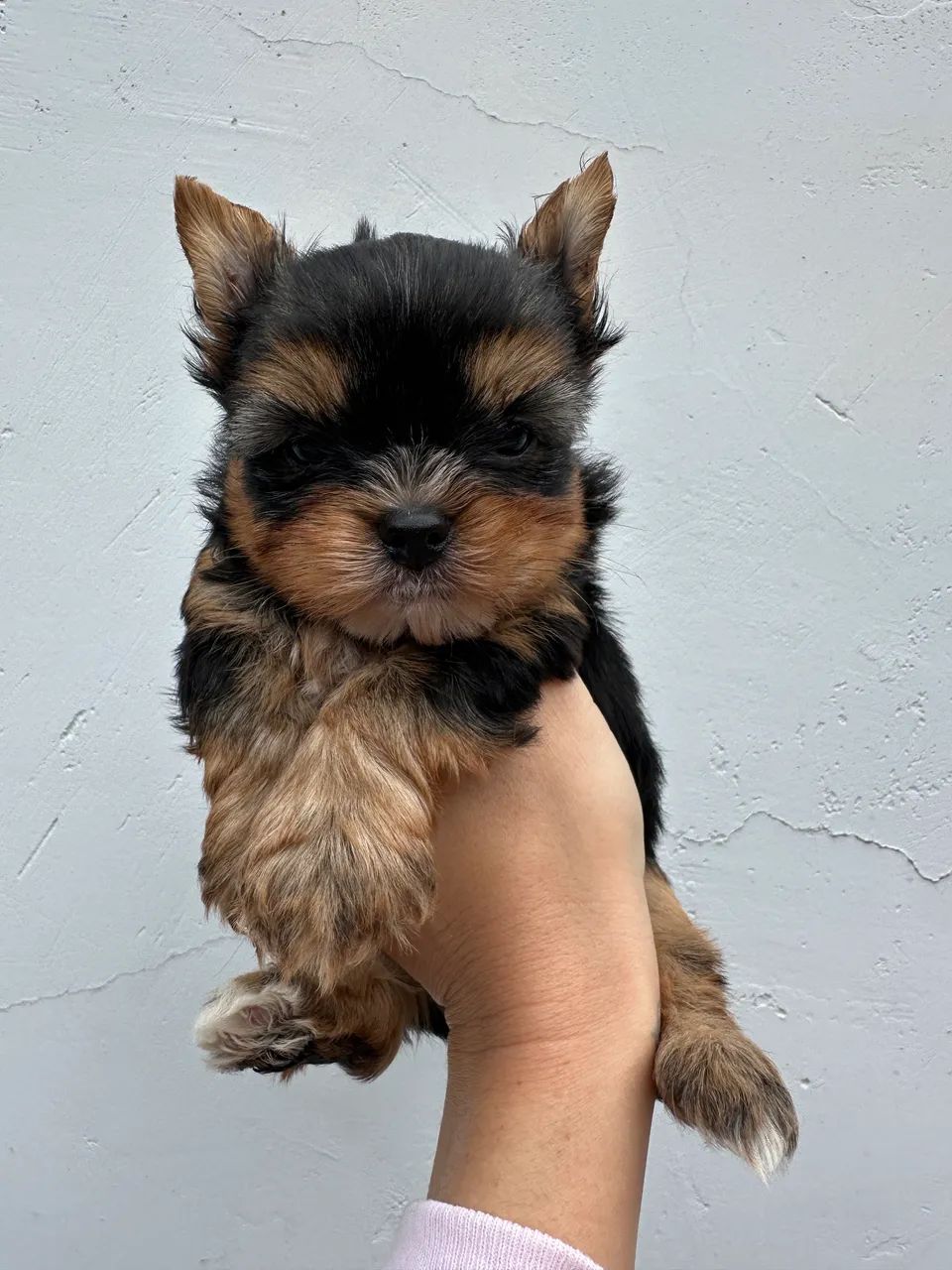 Yorkshire mini