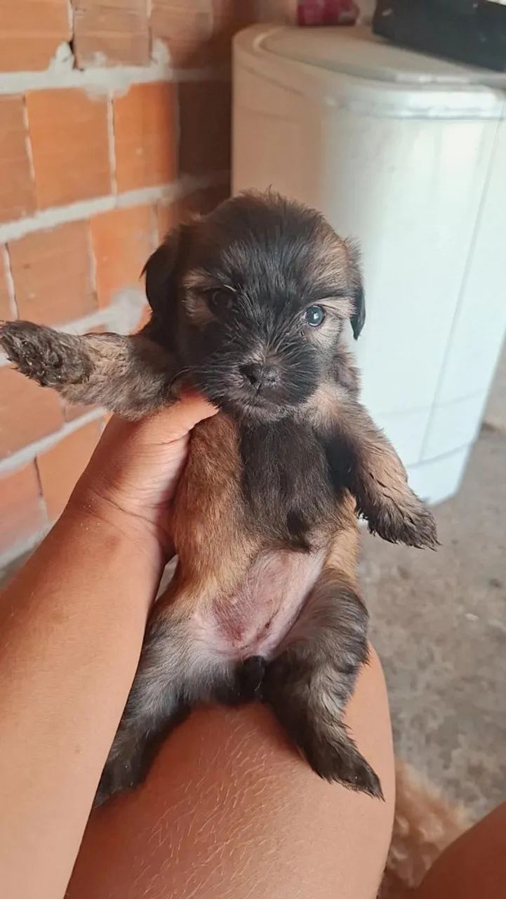 Filhotes de poodle com maltês  - Foto 4