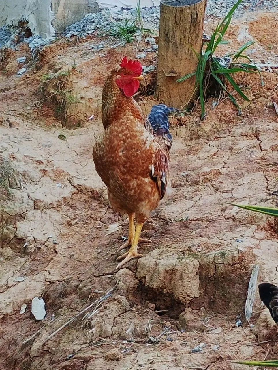 Vendo galos e Galinhas  - Foto 4