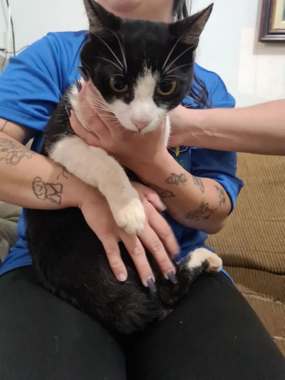DOA-SE GATO - Foto 3