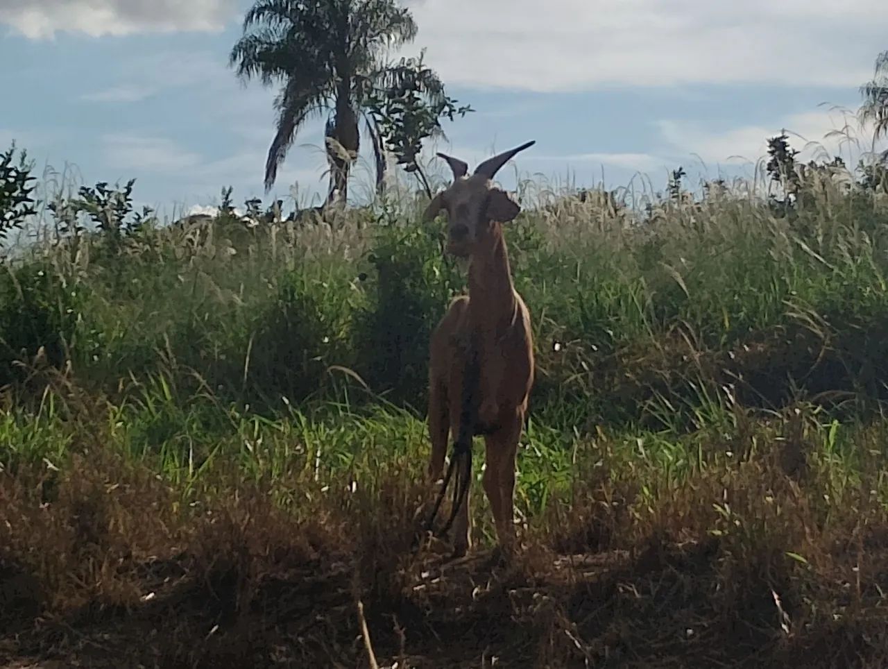 Cabra adulta - Foto 3