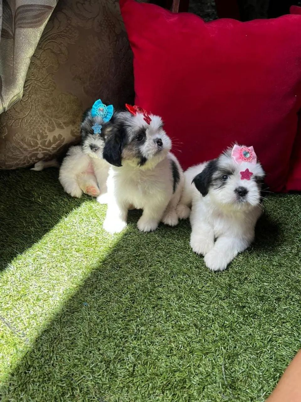 Shih Tzu 