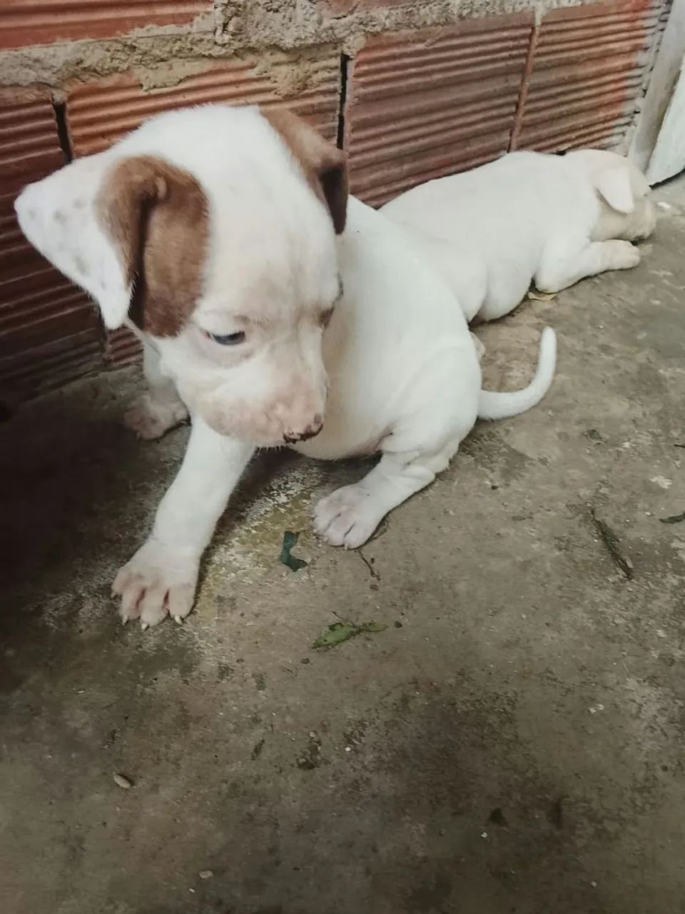 Lindos filhotes de Pitbull  - Foto 5