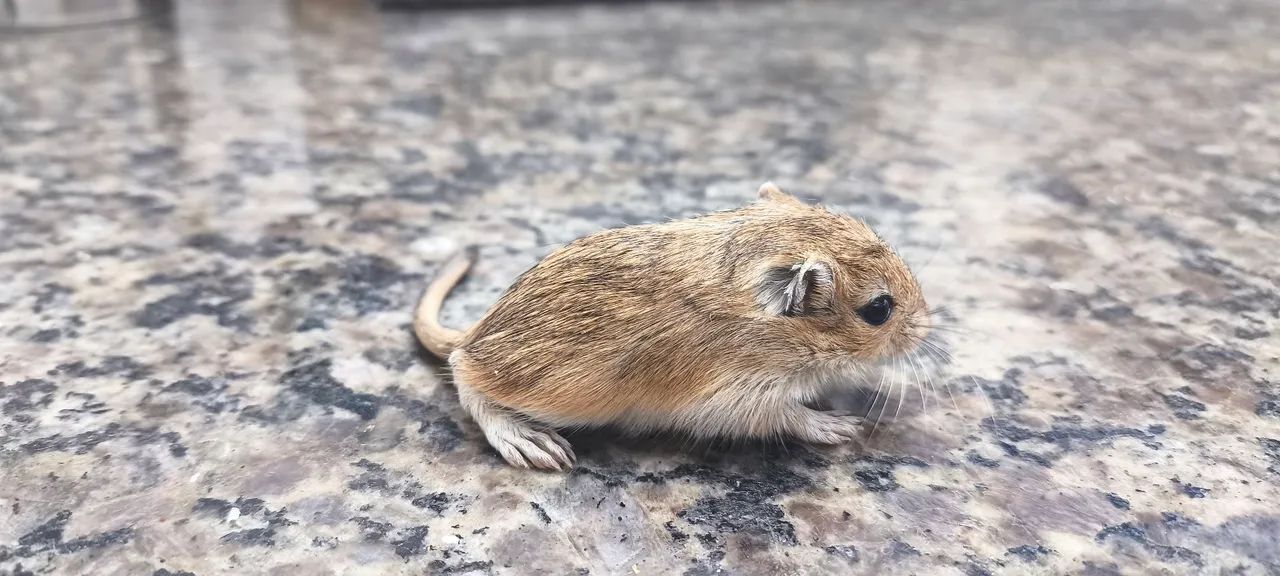 Gerbil Mongólia  - Foto 4