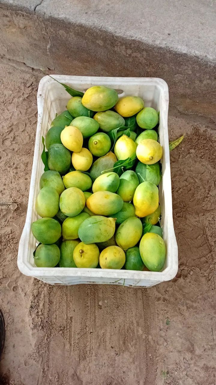 Manga ? Rosa e Espada  - Foto 3