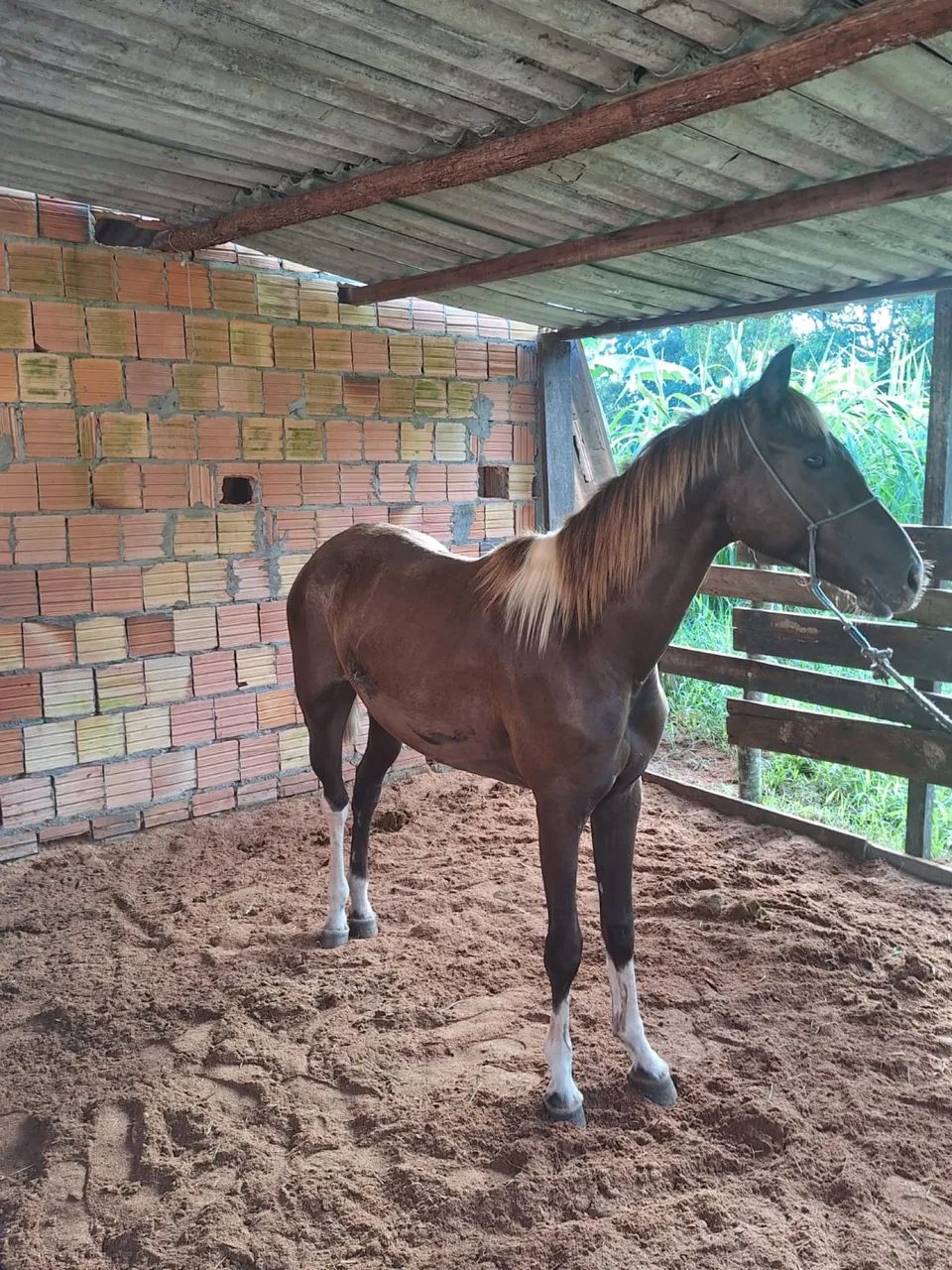 vendo égua 