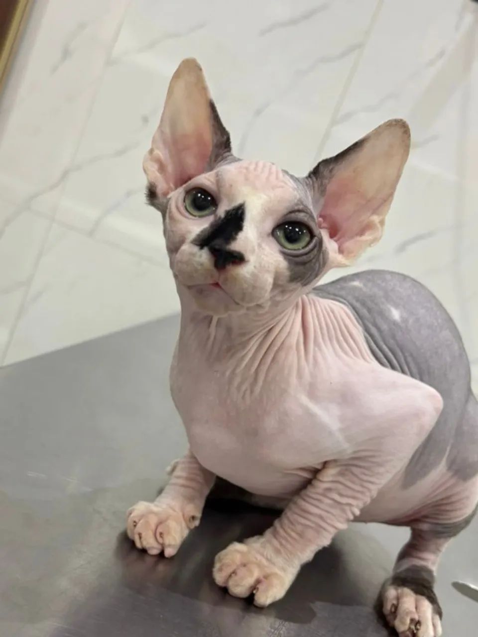 Lindo  bebê sphynx  - Foto 2