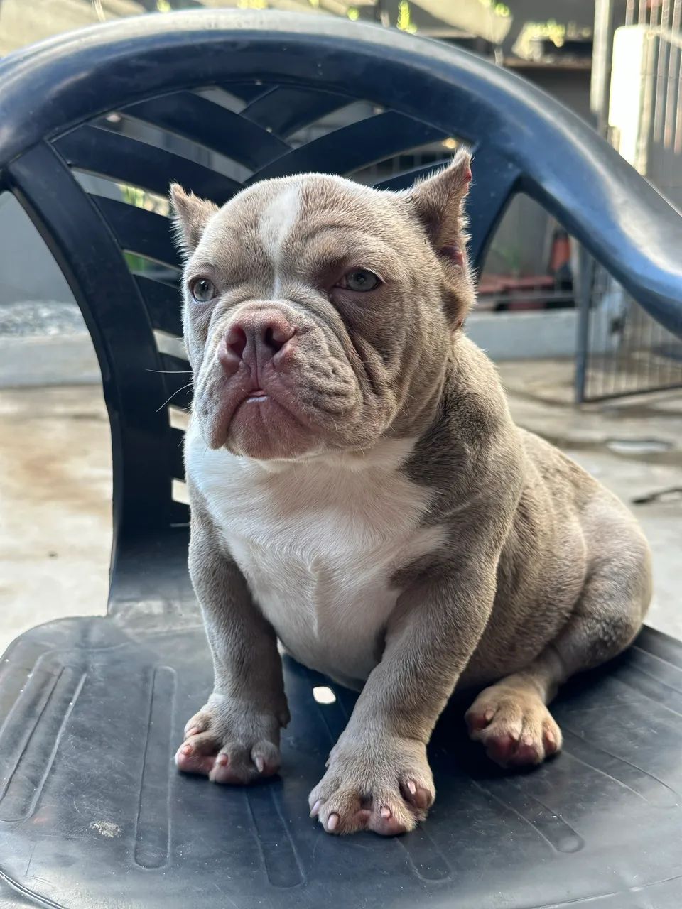 AMERICAN BULLY MICRO - FÊMEA  - Foto 3