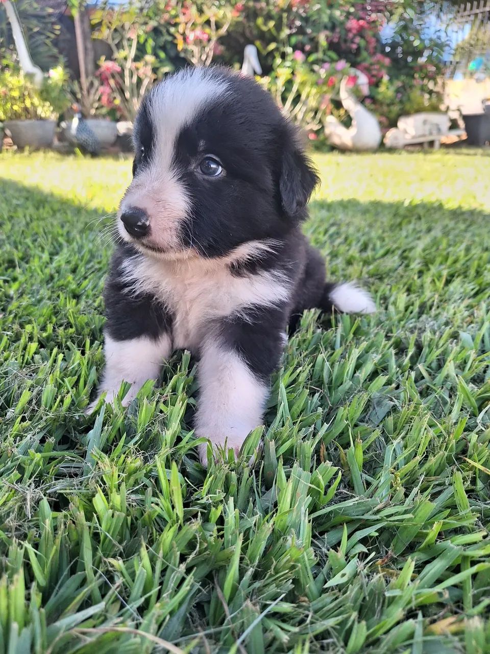 Border Collie Machos à Venda. - Foto 6