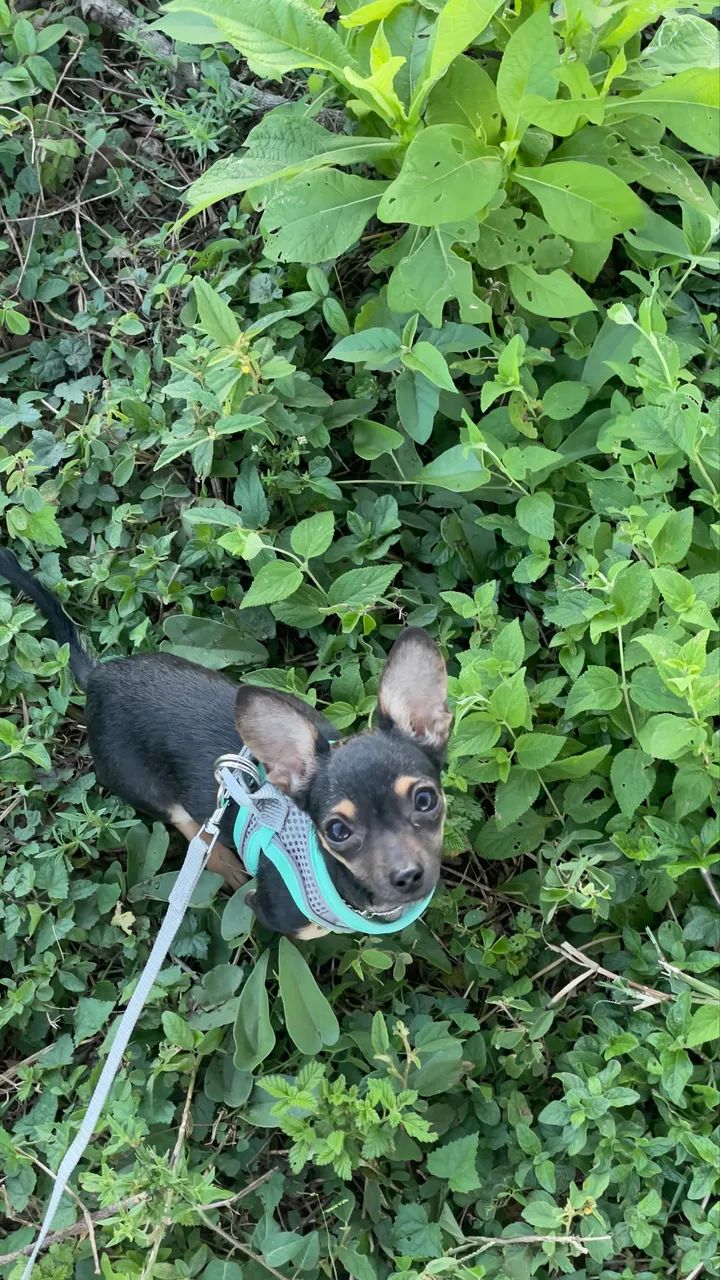Cachorro pinscher - Foto 2