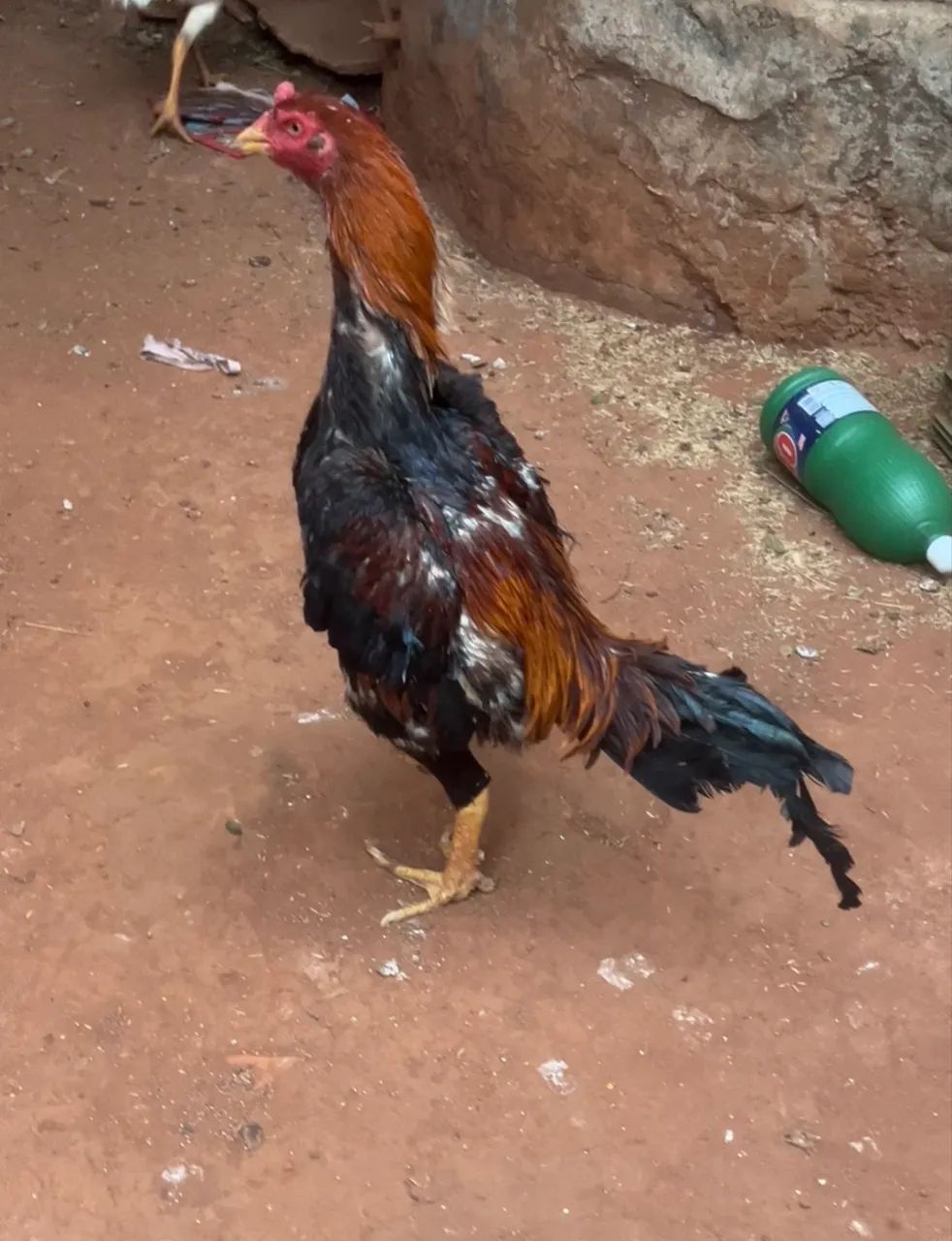Galos e galinhas  - Foto 5