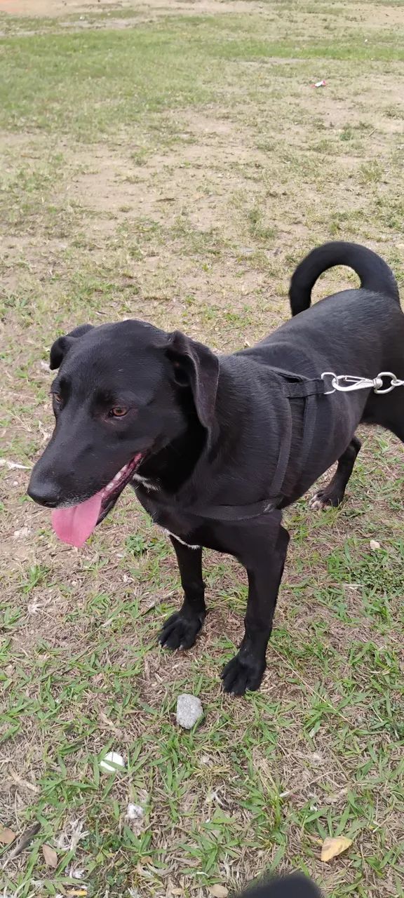 Doa-se filhotes de cachorro - Foto 2