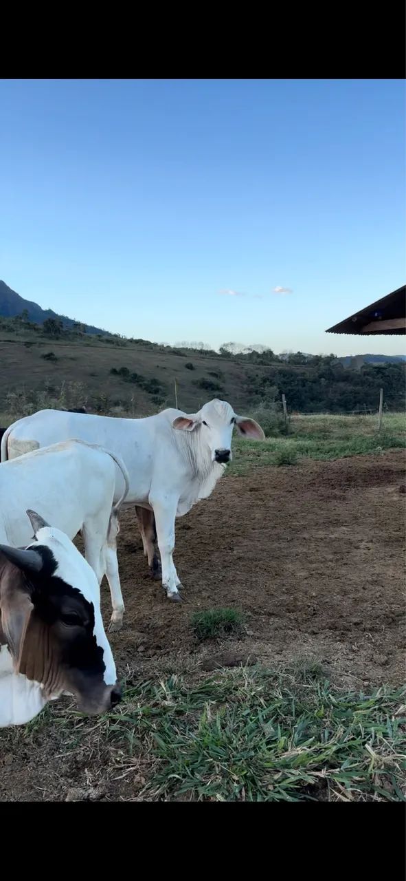 Bezerros zebuados - Foto 4