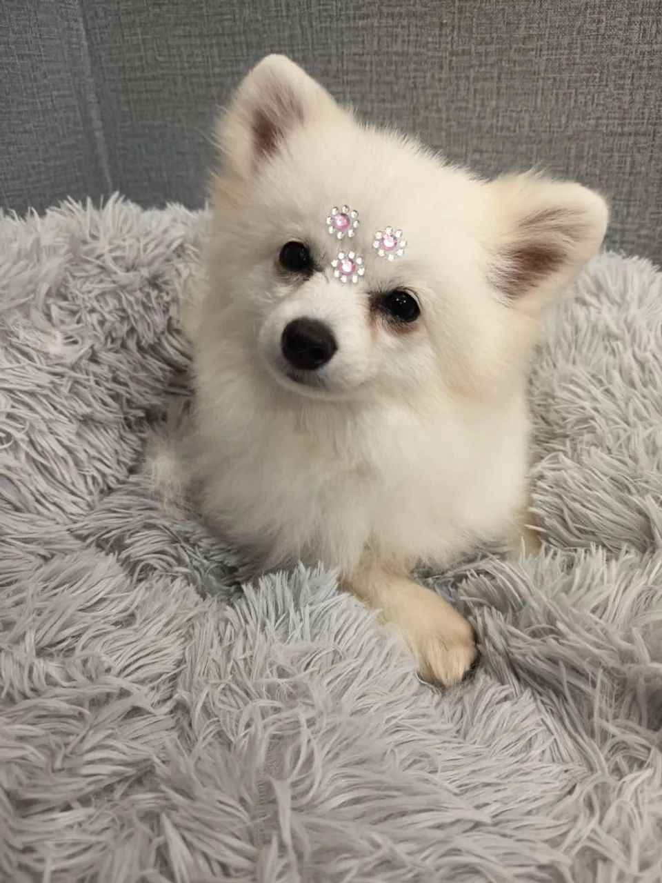Spitz alemão 