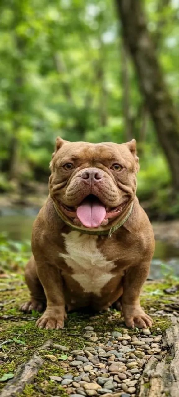 Cachorro  - Foto 2