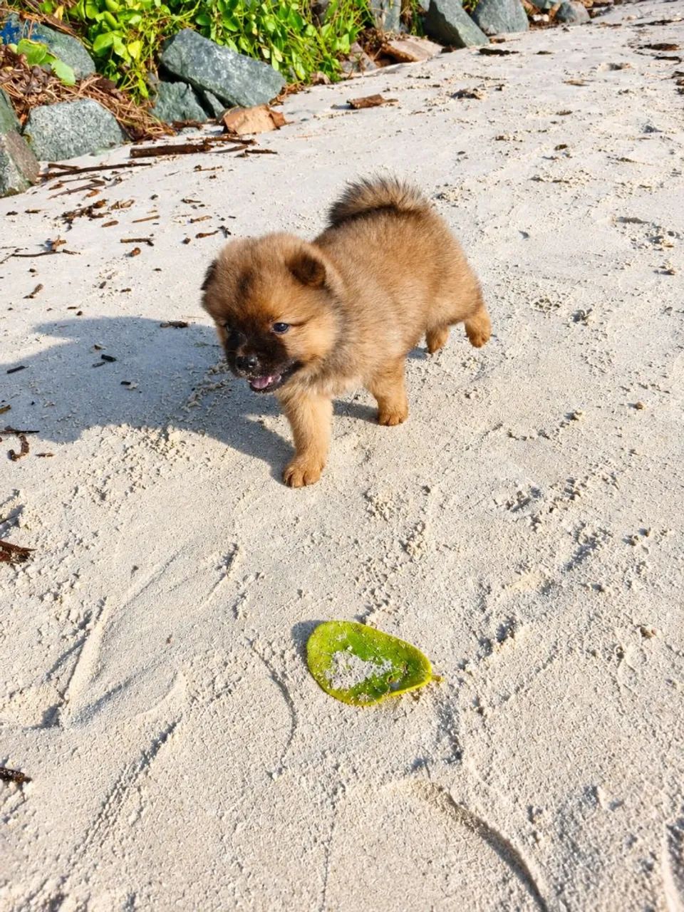 Filhotes de chow chow  - Foto 5
