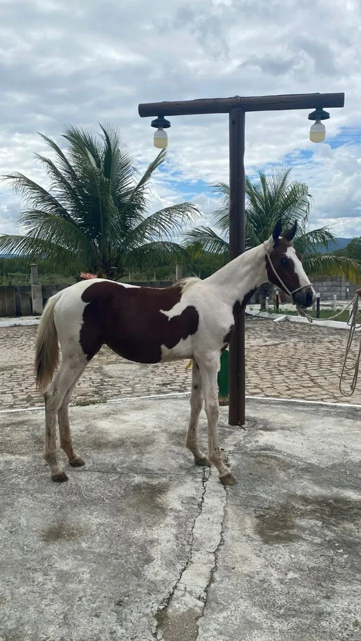 Potra Pampa Pelagem Exótica