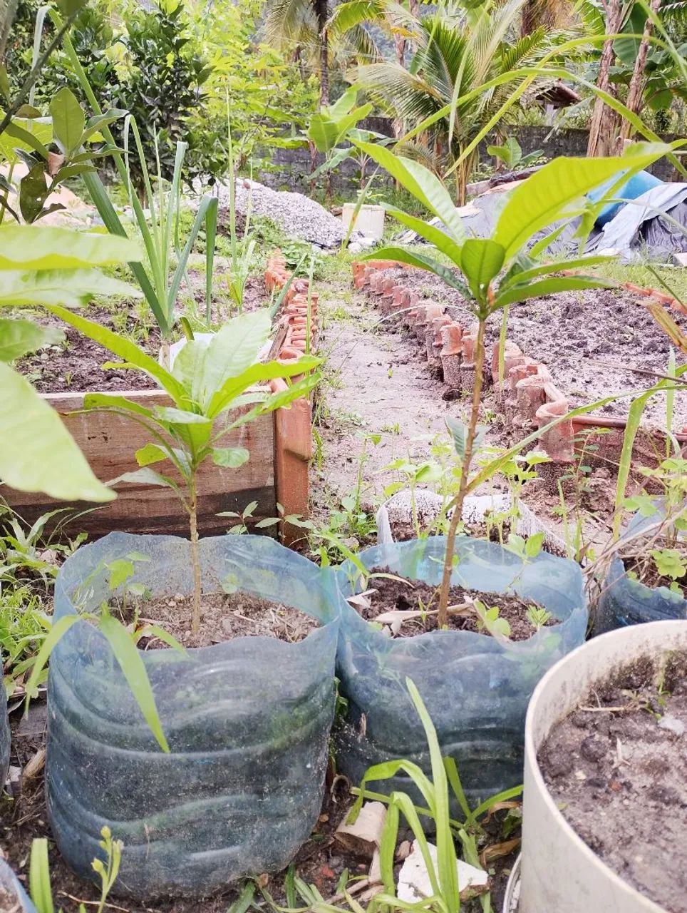 Frutíferas abiu