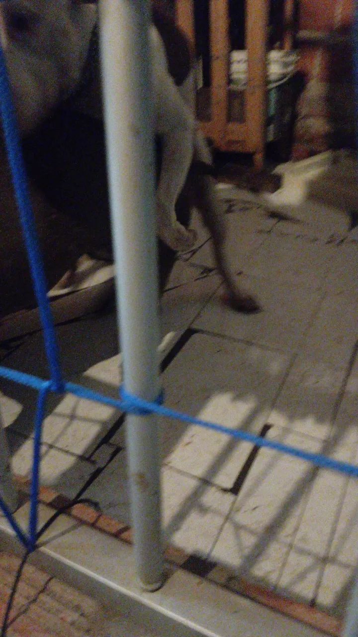 Filhote de pit monster  - Foto 3