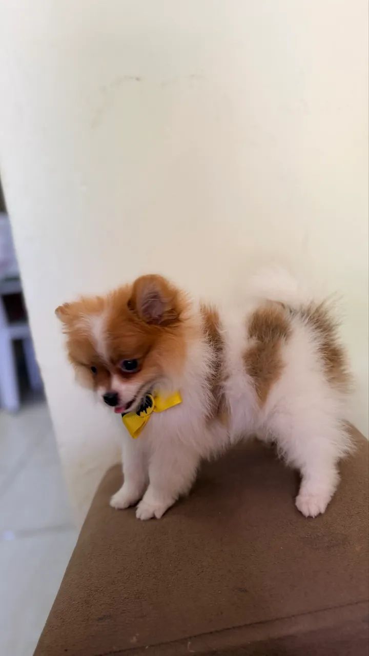 Spitz alemão  - Foto 4
