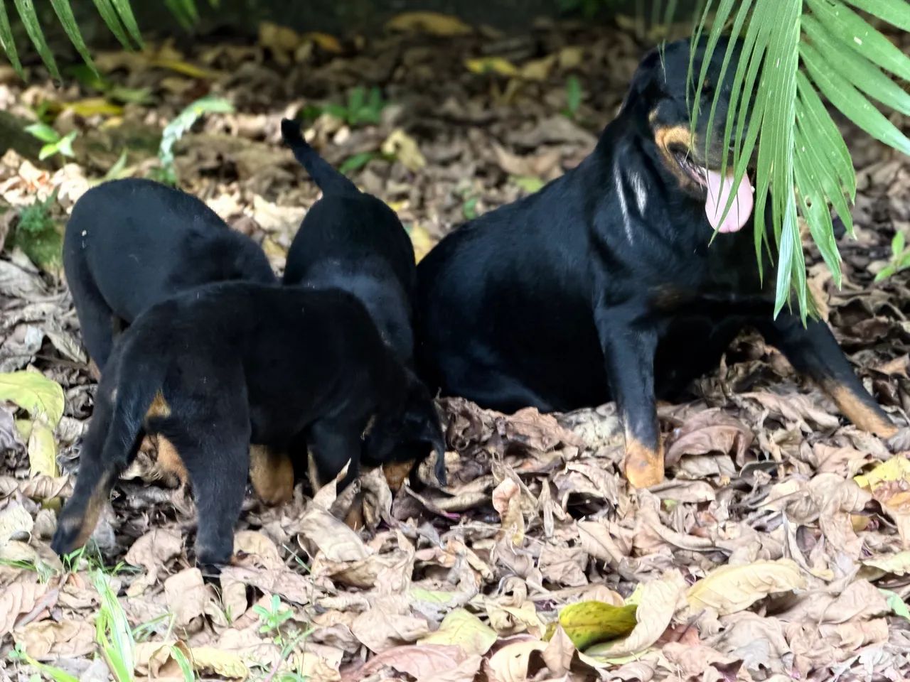 Rottweiler  - Foto 3