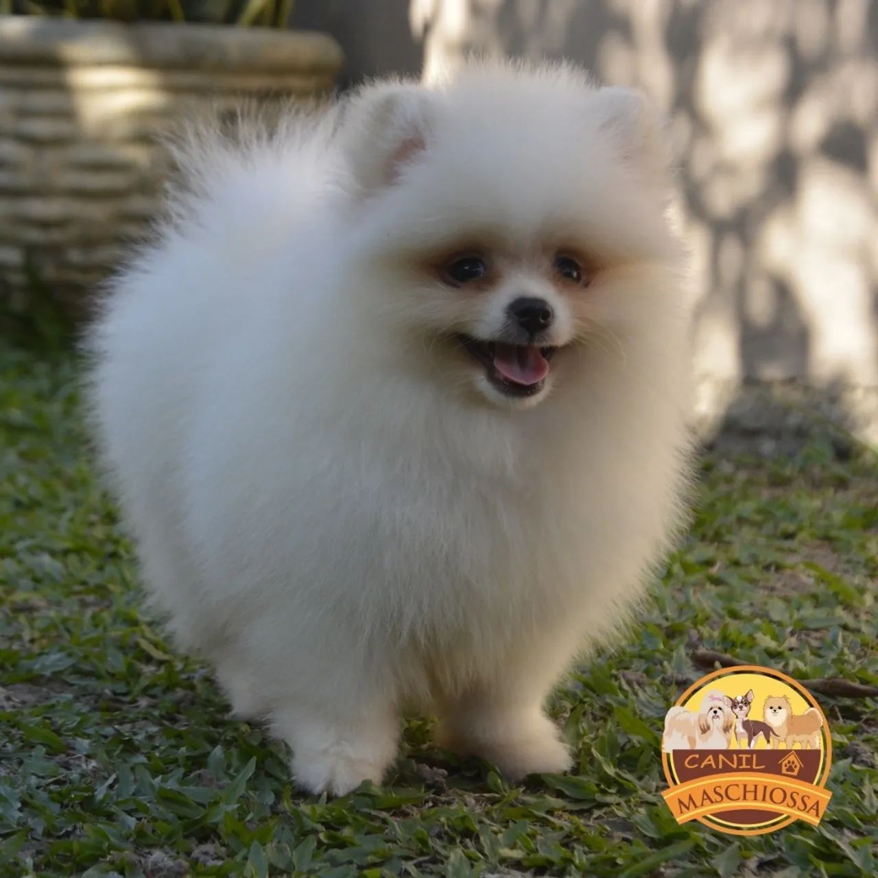 Spitz alemão. Pedigree CBKC  - Foto 5