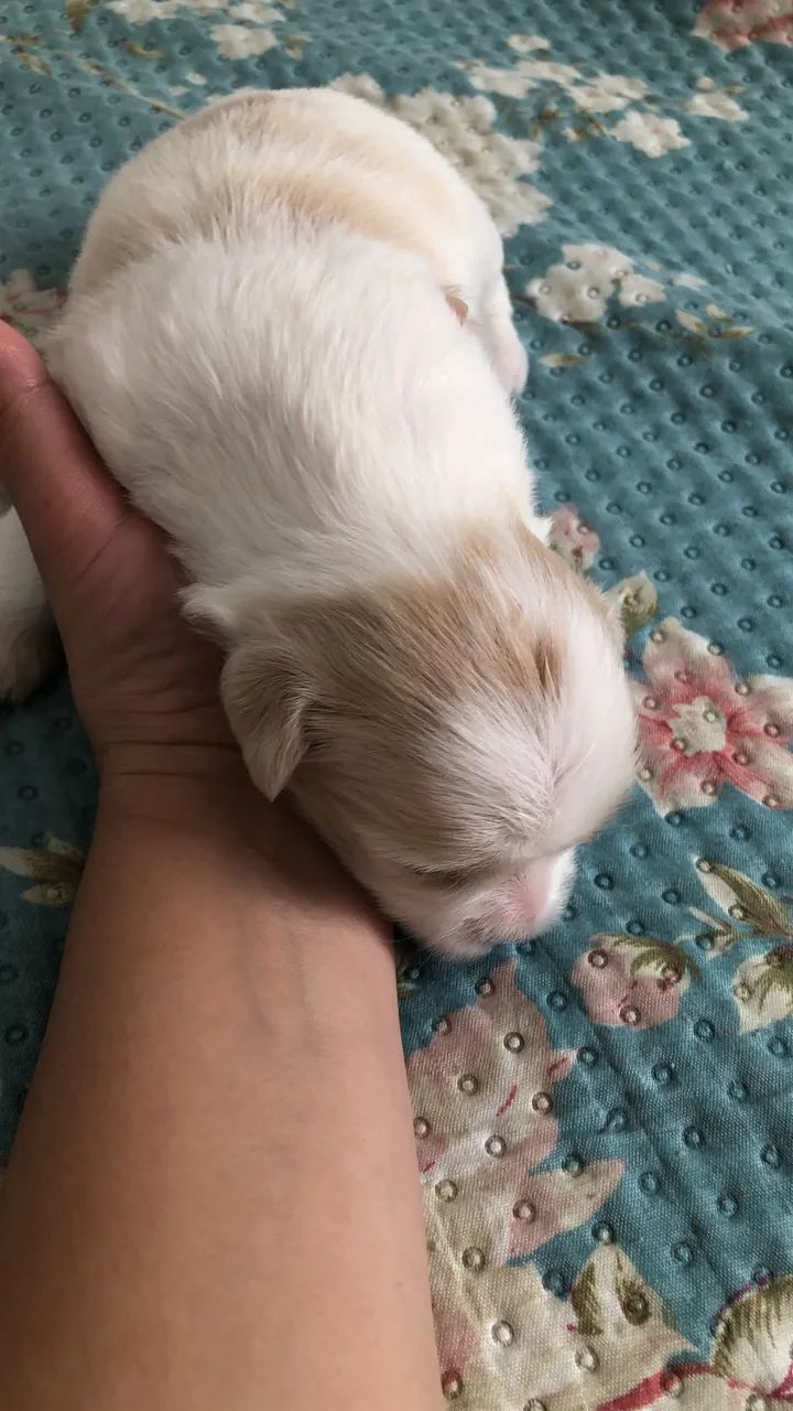 Lhasa apso - Foto 2