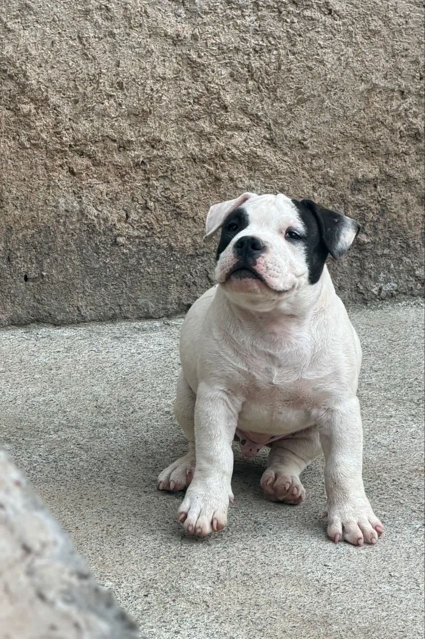 Amarerican bully  - Foto 3