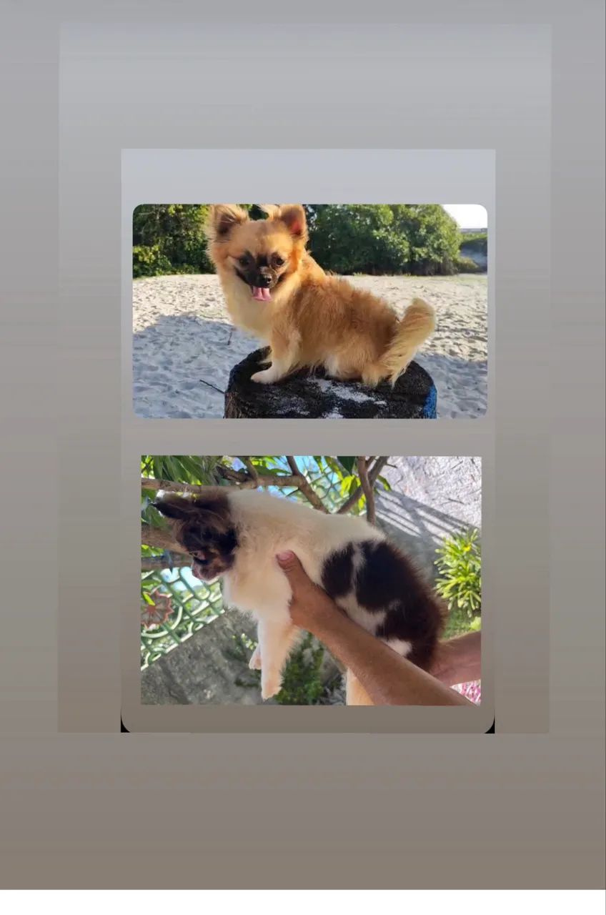 Chihuahua quer namorar 