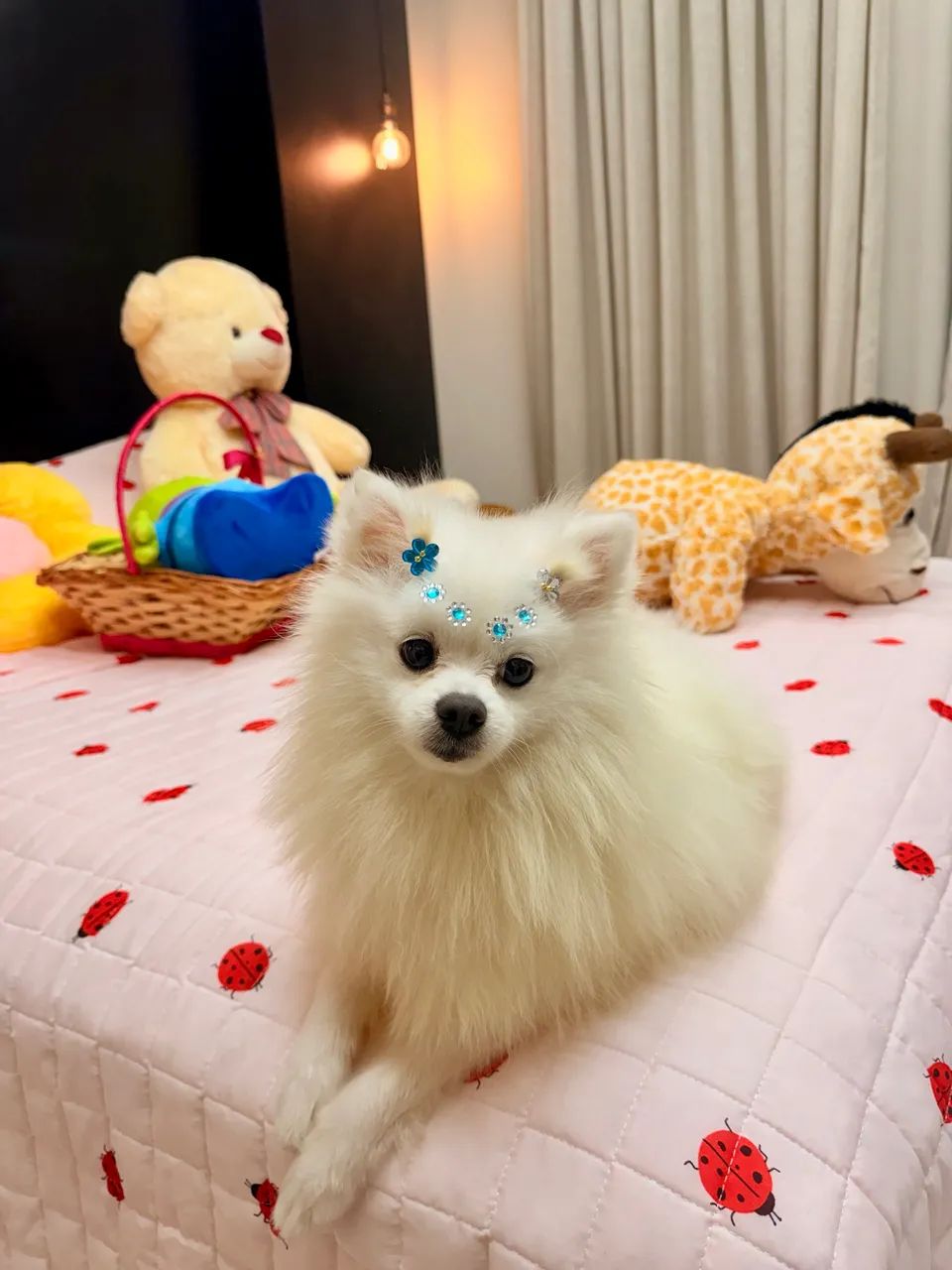 Spitz alemão  - Foto 3