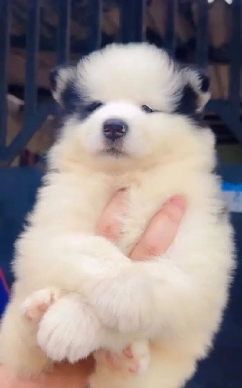 Husky siberiano  - Foto 4