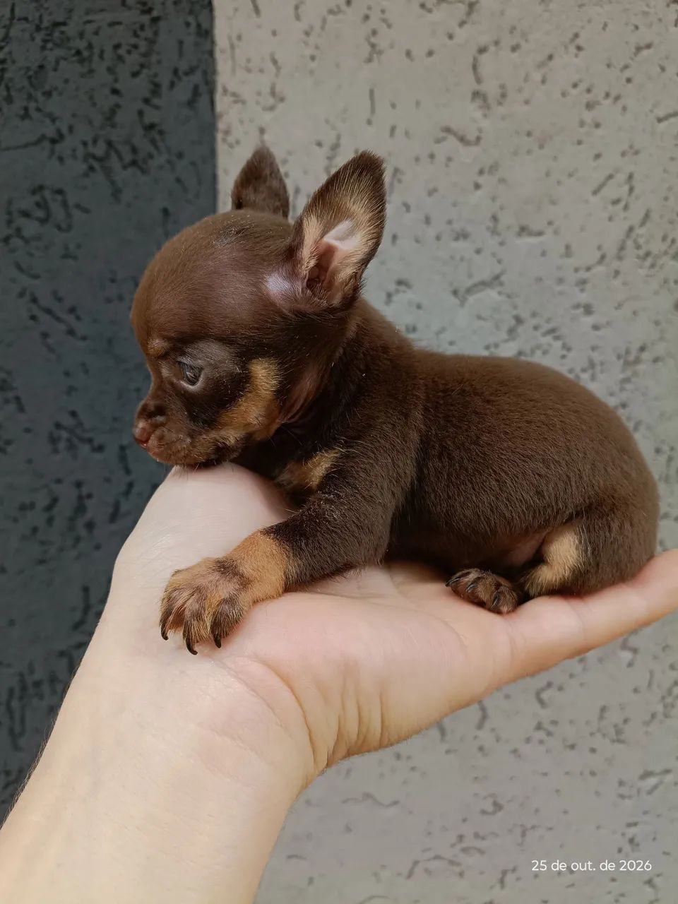 Pinscher macho chocolate - Foto 4