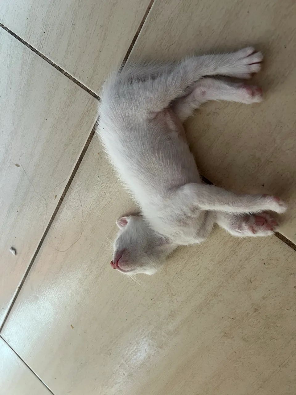 Gatinha branca  - Foto 5
