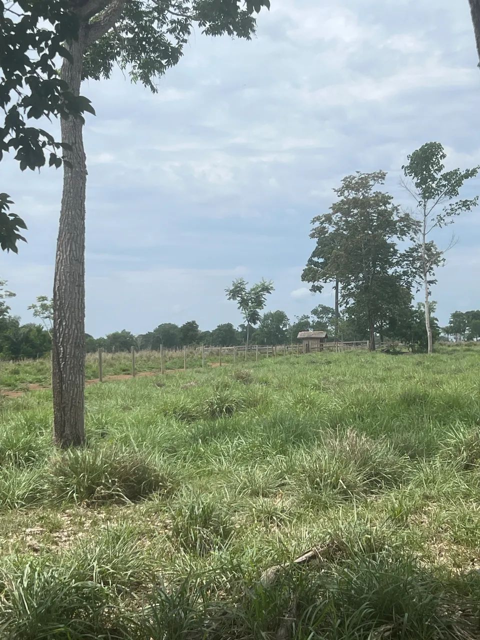 20 Alqueires A VENDA em Cacoal RO - Foto 5