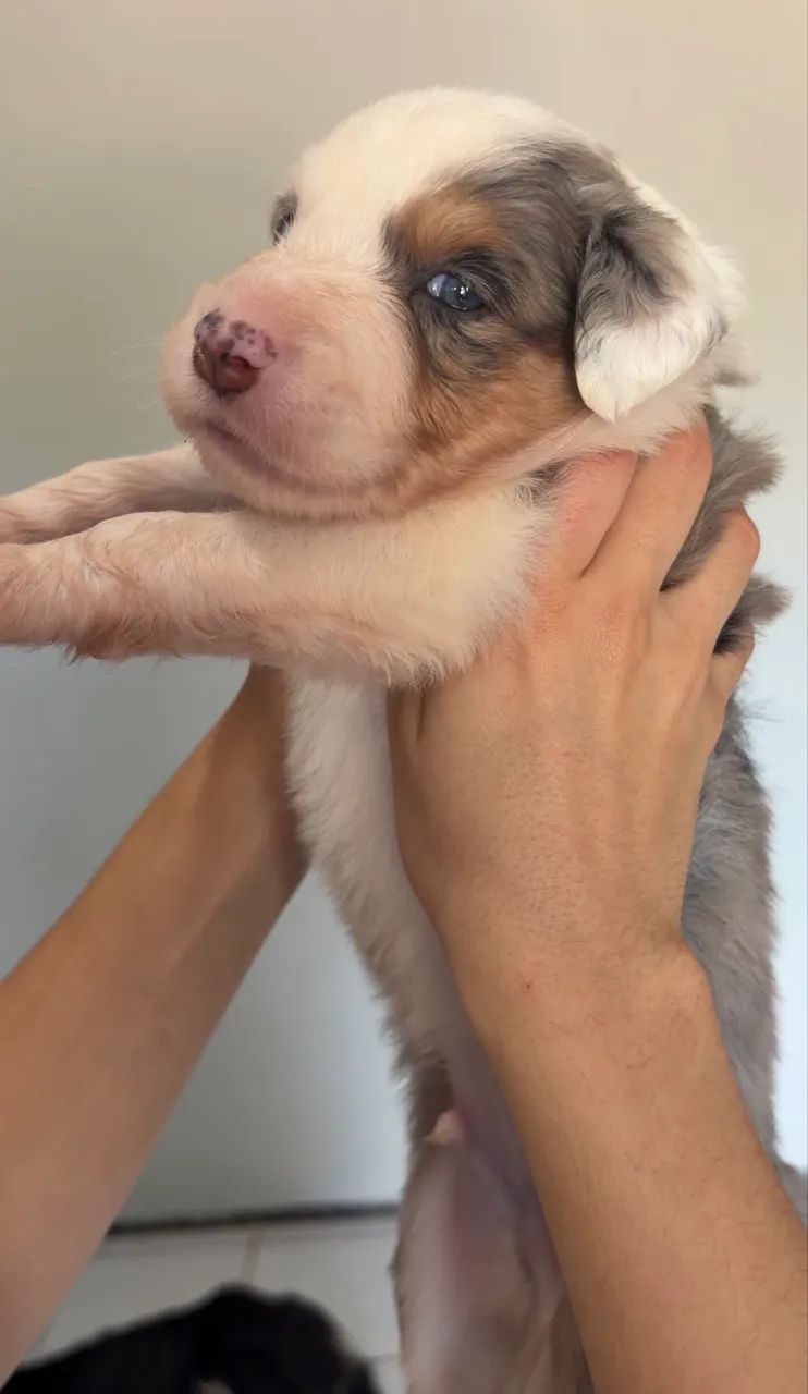 Border collie com ótima linguagem.  - Foto 3