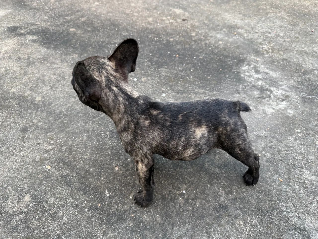 Buldogue Francês  - Foto 3