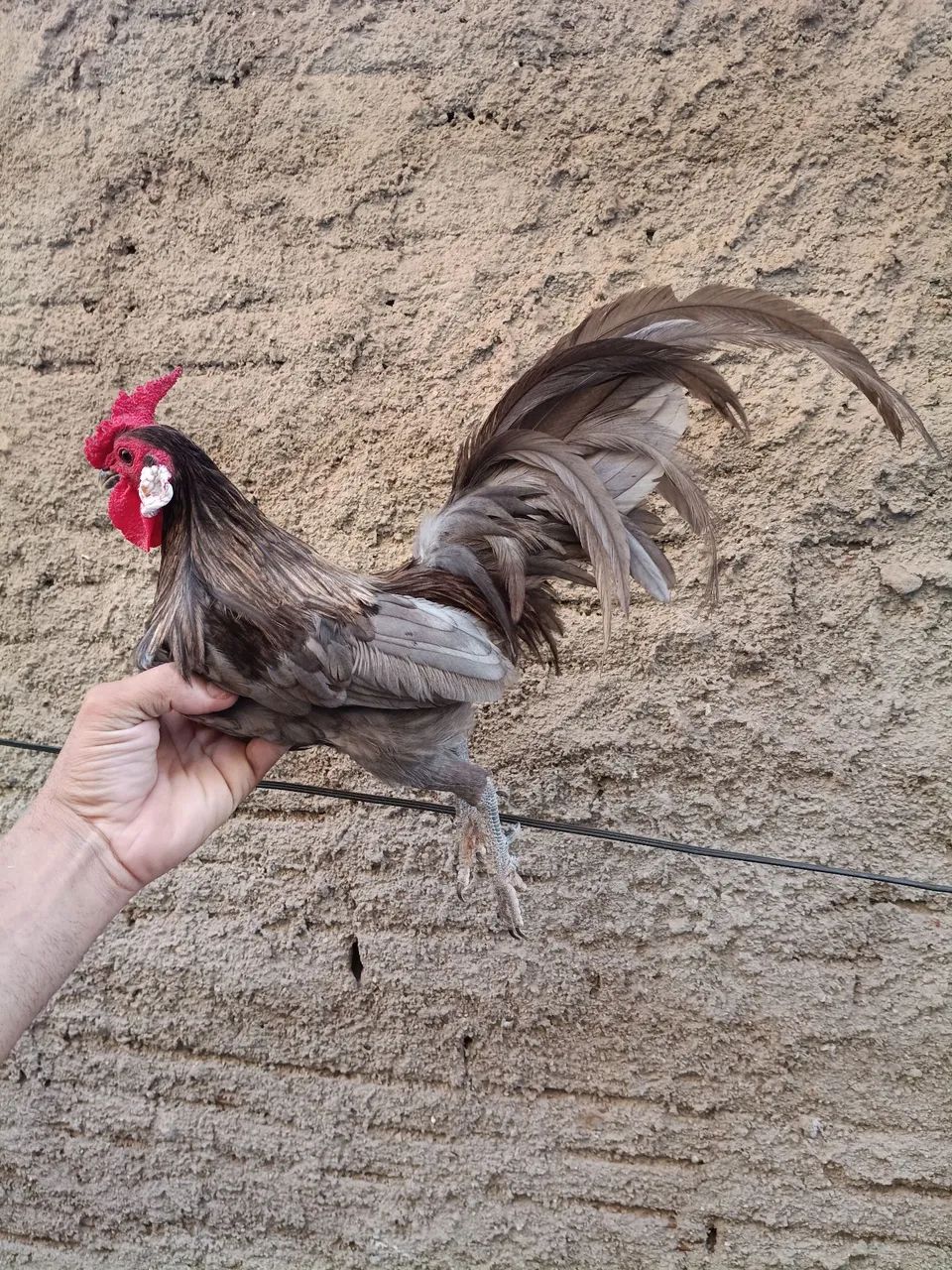 Raça rosecom