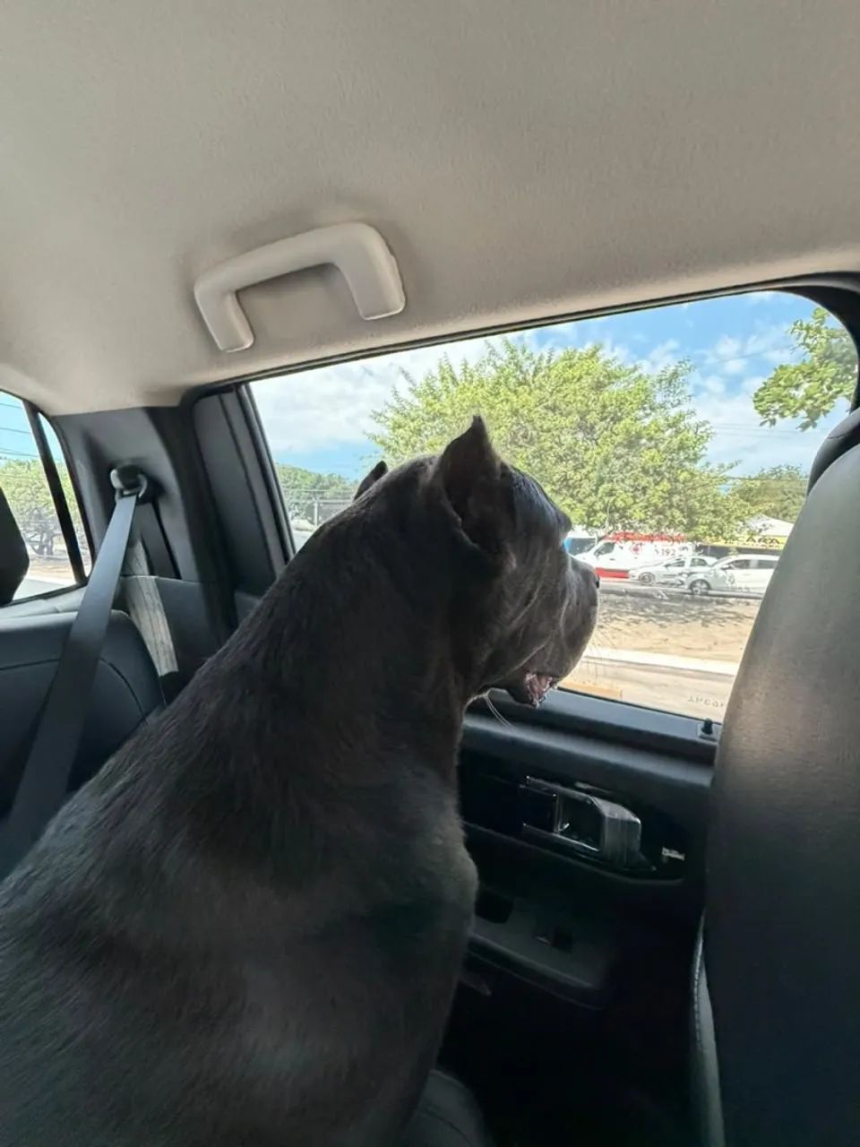 CANE CORSO - Foto 3