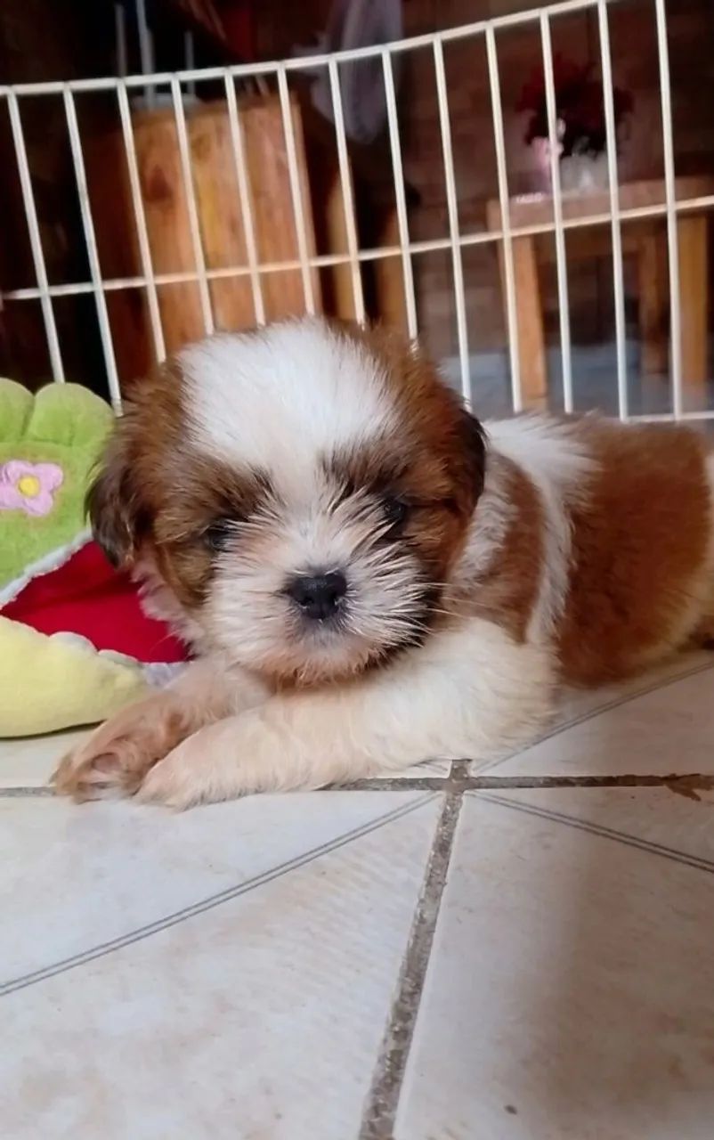 Shih Tzu  - Foto 5