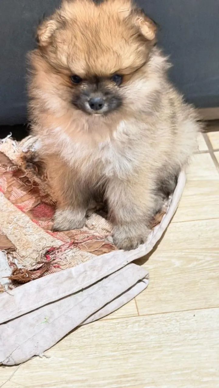 Lulu da Pomerânia  - Foto 2